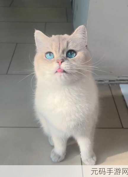 kitty磁力猫:1. 《探索猫咪世界:捕捉可爱瞬间的奇妙之旅