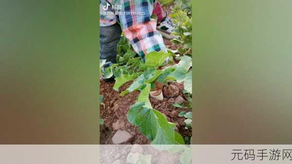 旅行者和丽莎拔萝卜生孩子：1. 《旅行者与丽莎的萝卜奇遇：生命的新篇章