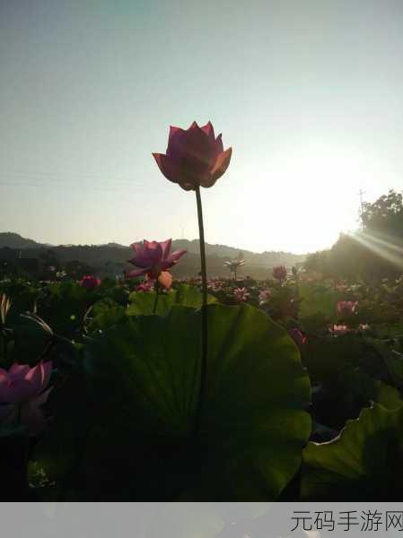 女人的哪个部位称莲花：1. ＂莲花绽放：女人内心的温柔与力量