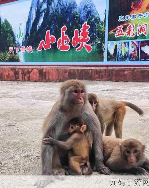 二人生猴子全程不盖被子黄：1. ＂二人共度无被子时光，猴子趣事频生