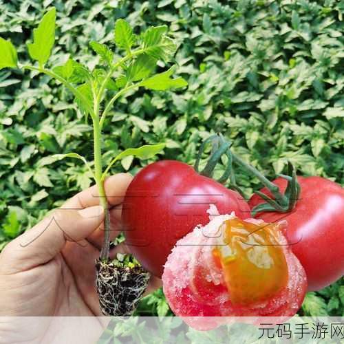 秋葵草莓丝瓜黄瓜榴莲大全：1. 健康美味：秋葵草莓与丝瓜的完美搭配