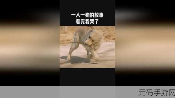 一人一狗卡住6小时要紧吗：1. 一人一狗被困六小时，如何应对紧急情况？