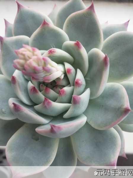 1V7多肉多车：1. ＂探索1V7多肉植物的养殖秘诀与技巧