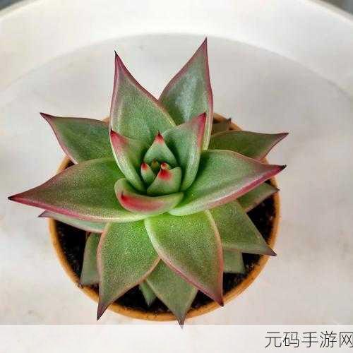 1V7多肉多车：1. ＂探索1V7多肉植物的养殖秘诀与技巧