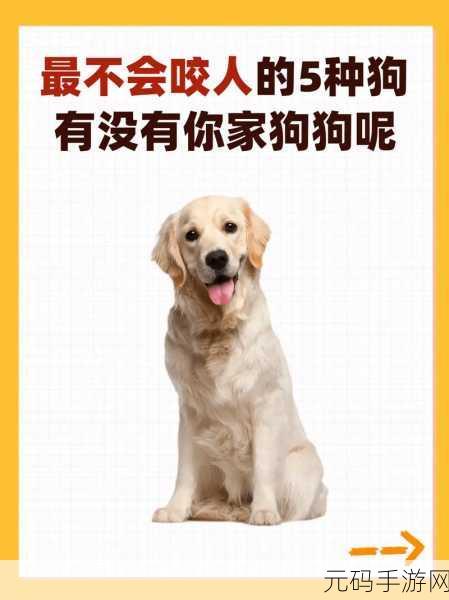 哪种狗最适合女人自己用：1. 适合女性养的狗种推荐与特点解析