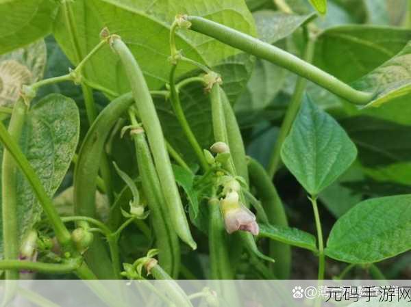 草莓丝瓜榴莲秋葵黄瓜：1. 草莓与丝瓜的奇妙碰撞，开启夏日美食之旅