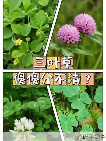 四叶草私人研究所的研究成果：1. 四叶草研究所揭示植物生长与环境的微妙关系