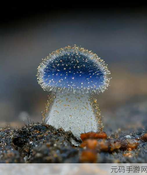 蘑菇视频红色logo纯黑色背景图:1. 蘑菇视频:黑夜中的红色奇迹