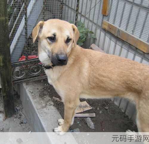 白丽珍我和我的狗老公:1. 我和我的狗老公:爱的温馨生活