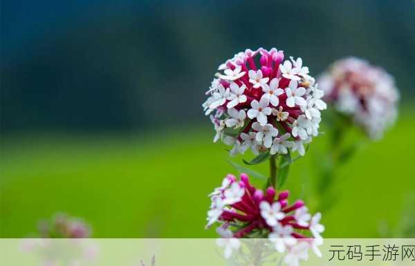 野花：1. 野花的魅力：自然界中的色彩与生命
