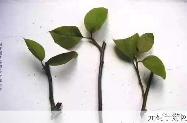 扦插BB有什么好处视频：1. 扦插BB的技巧与好处深度解析