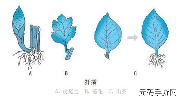 扦插BB有什么好处视频：1. 扦插BB的技巧与好处深度解析