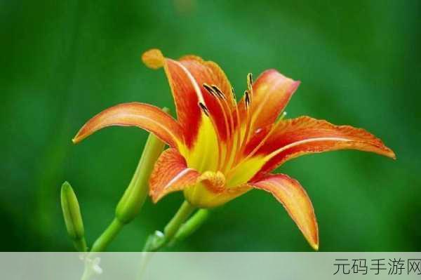日本忘忧草乱码一二三四区别:以下是一些基于“日本忘忧草乱码一二三四”的新标题建议: