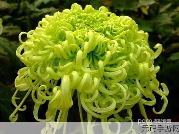 无人区码卡二卡乱码字幕怎么设置：1.破解无人区码卡：字幕设置全攻略