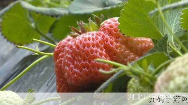 草莓视频69CmtV:1. 草莓视频:发现生活中的小乐趣与精彩瞬间