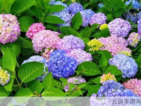 心动小镇绣球花获取秘籍大公开