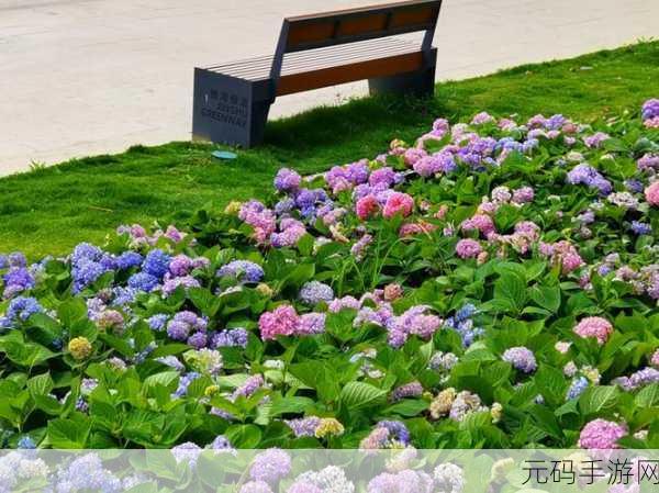 心动小镇绣球花获取秘籍大公开