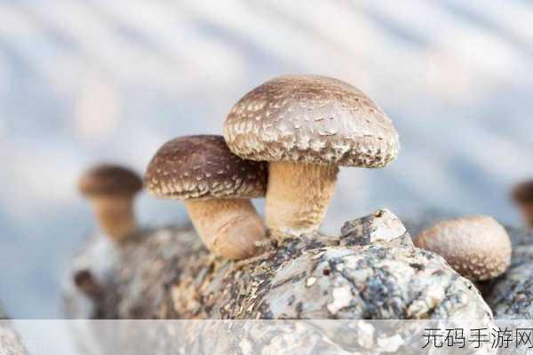 黑料网蘑菇视频:1. 《黑料网揭秘:蘑菇视频背后的神秘故事