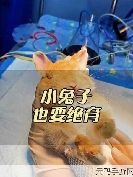 两只小兔子在衬衫晃来晃去:兔子们的衬衫冒险:欢乐晃动与奇妙发现