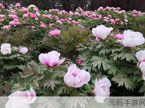 国色天香一区二区无卡顿:1. 国色天香:无卡顿享受极致观影体验