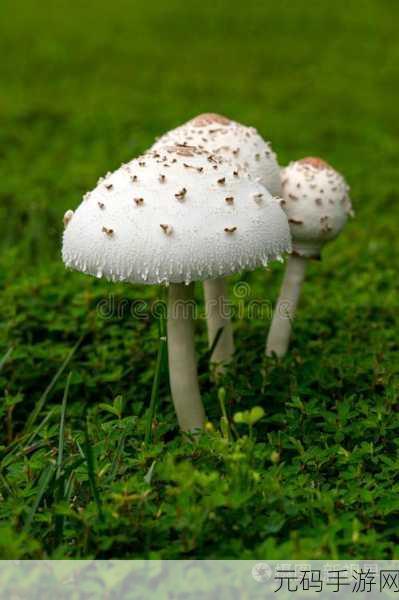 黑料网 蘑菇视频:1. 蘑菇视频:探索新视界的独特平台