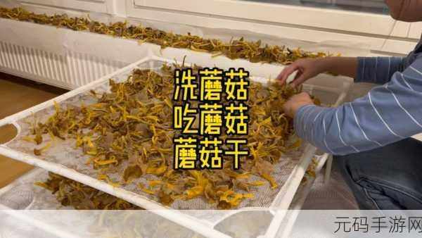 黑料网 蘑菇视频:1. 蘑菇视频:探索新视界的独特平台