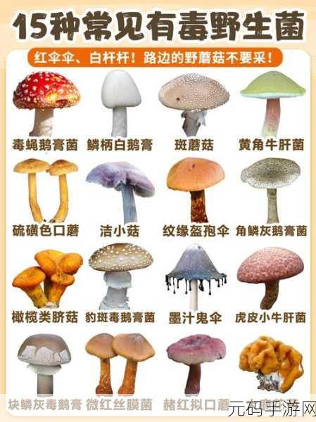 国精产品无人区一码二码三蘑菇:1. 探索无人区:国精产品带来的蘑菇新机遇