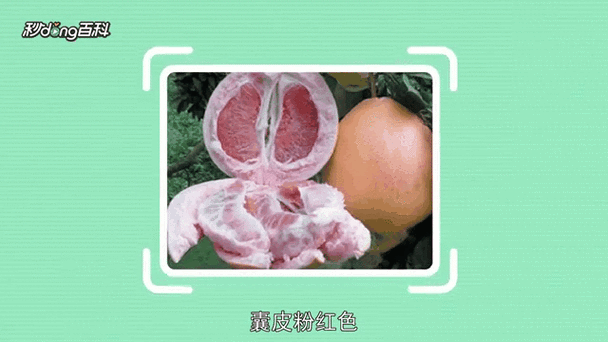 蜜柚1.6.6:当然可以!以下是一些基于蜜柚1.6.6拓展出的新标题建议: