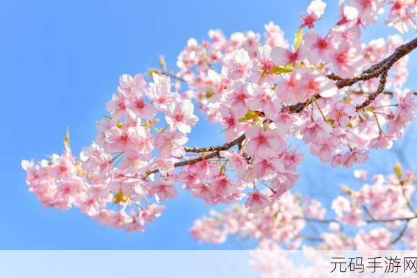 漾出flower樱花有翻译:当然可以!以下是一些基于“漾出flower樱花”的新标题,均不少于10个字:
