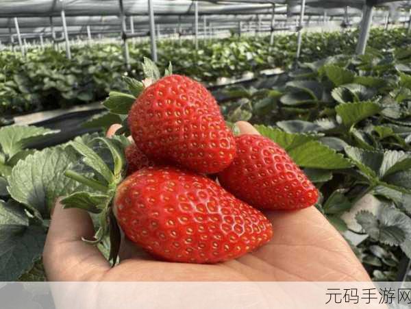 草莓小视频:1. 草莓小视频:甜蜜瞬间尽在掌握中