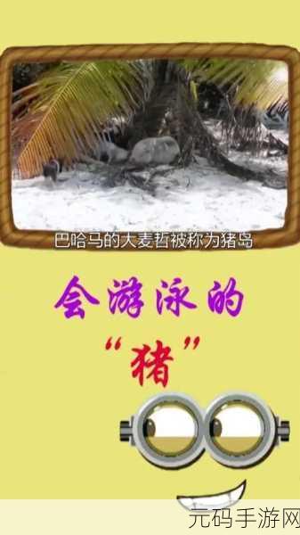 猪年必备!全新快攻猪岛牌组震撼来袭