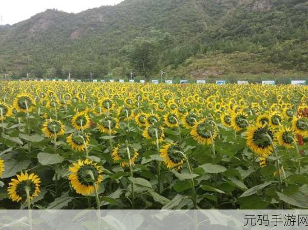探秘浮石之旅，阳炎花的完美种植秘籍