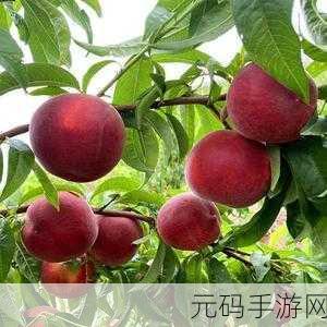 红桃国产:1. 红桃的魅力:从农田到餐桌的全程追踪