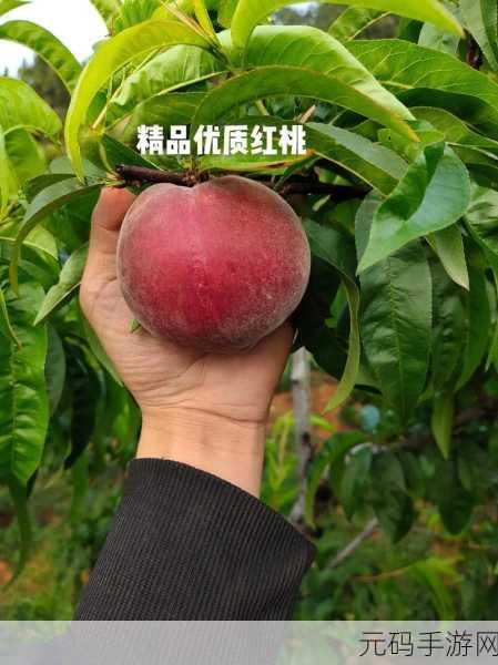 红桃国产:1. 红桃的魅力:从农田到餐桌的全程追踪