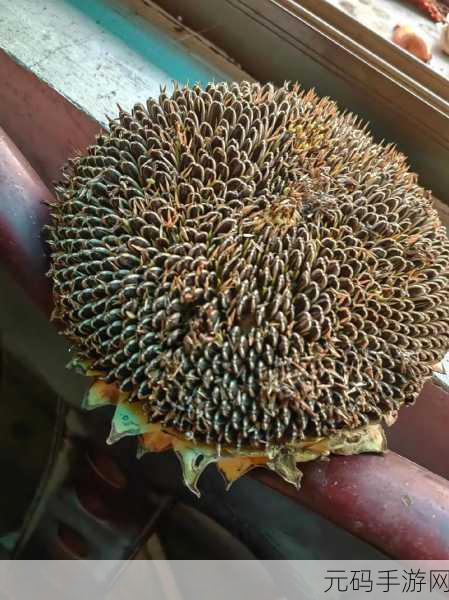 向日葵视频站长统计推荐:1. 向日葵视频:探索新视界,让你大开眼界