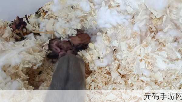 打牌生猴子的视频大全软件免费下载:1. 打牌生猴子:轻松学会各种棋牌技巧