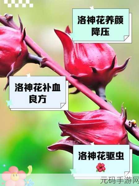 碧海黑帆,解锁洛神花的神秘获取之道