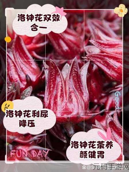 碧海黑帆,解锁洛神花的神秘获取之道