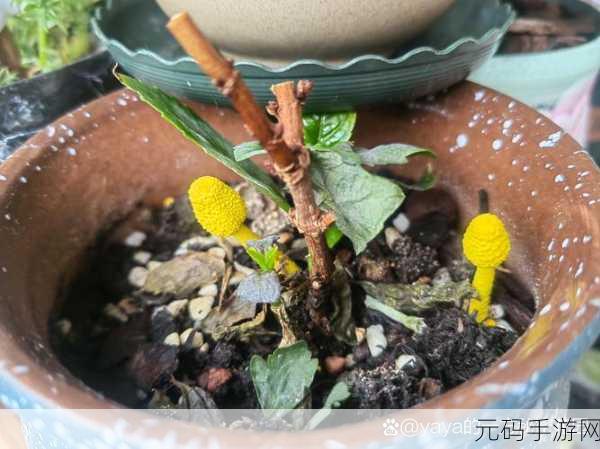 mogu蘑菇吃瓜:1. 蘑菇吃瓜:揭秘夏日清凉美食的秘密
