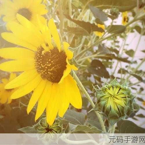 向日葵站长统计记录:1. 向日葵站长统计:分析用户行为与访问趋势