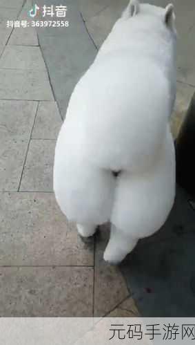 另类xxx大白屁股