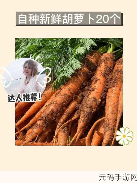 拨胡萝卜不盖被子：1. 拨胡萝卜的乐趣与温暖被子的秘密