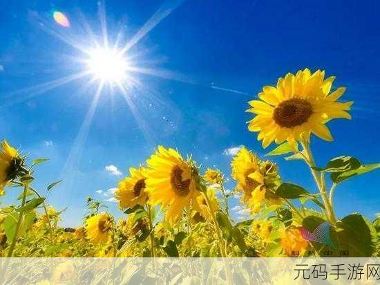 向日葵视频app站长统计:1. 向日葵视频:探索无限精彩的视听世界
