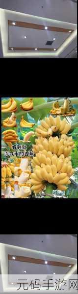 香蕉视频经典:1. 香蕉视频:探索另类视角的奇妙世界
