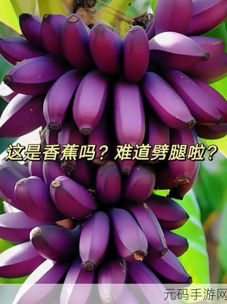香蕉视频经典:1. 香蕉视频:探索另类视角的奇妙世界