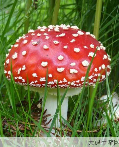蘑菇视频红色logo版本：1. 领略蘑菇视频，体验全新视听盛宴！