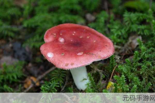 蘑菇视频红色logo版本：1. 领略蘑菇视频，体验全新视听盛宴！