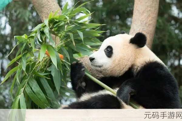 大熊猫捡到游客的伞还给撑开了:1. 大熊猫意外拾伞,温馨互动让游客惊喜