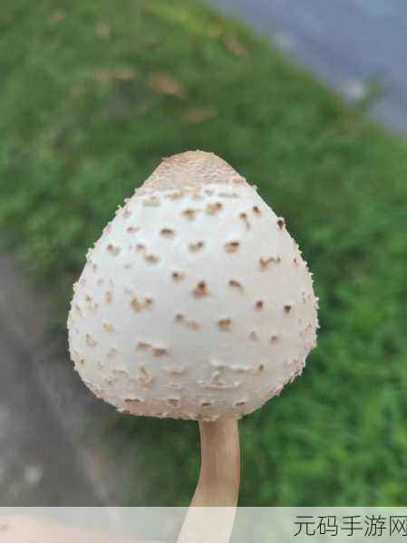 蘑菇黑料爆料传送门:1. "揭秘蘑菇黑料:背后的真相与故事