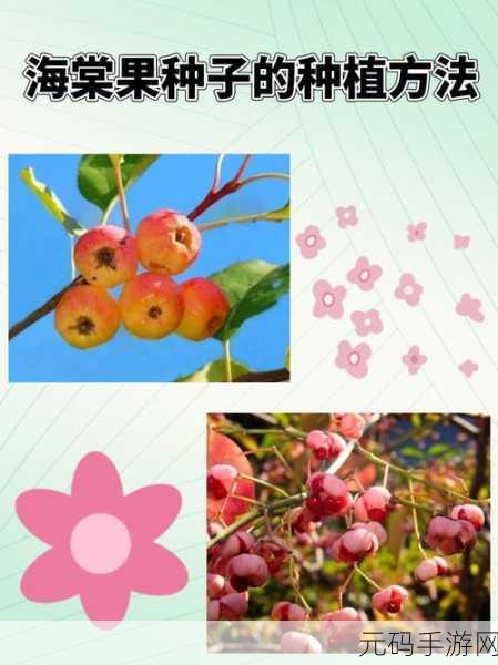 海棠入口打不开:1. 海棠入口无法打开的原因与解决办法